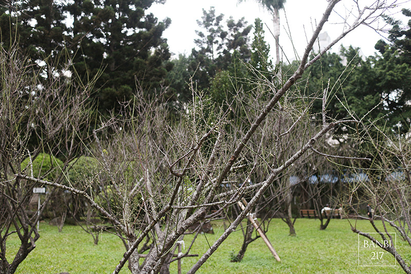 Banbi217 美食旅遊: 台北也能賞梅花 中正紀念堂,文末附周邊美食(捷運信義線中正紀念堂站)