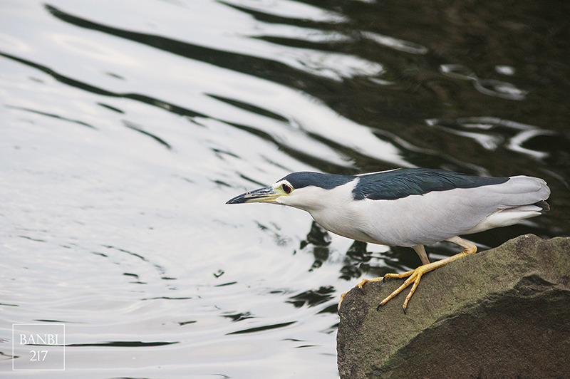 Banbi217 美食旅遊: 台北也能賞梅花 中正紀念堂,文末附周邊美食(捷運信義線中正紀念堂站)