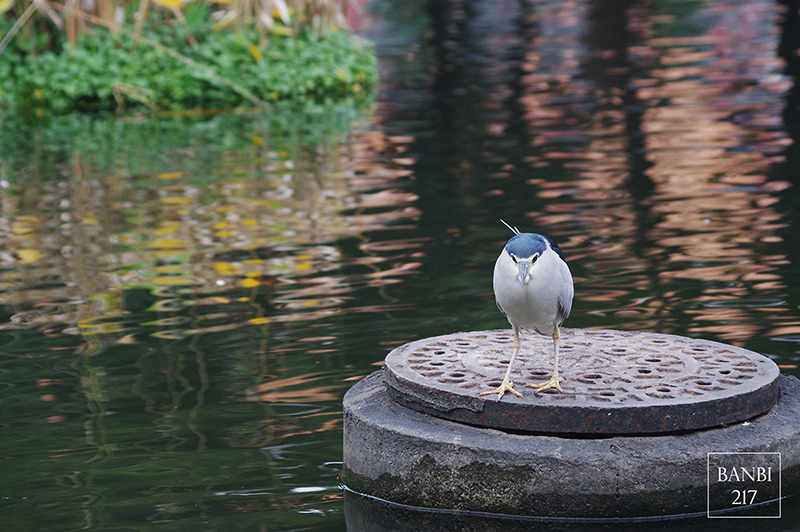 Banbi217 美食旅遊: 台北也能賞梅花 中正紀念堂,文末附周邊美食(捷運信義線中正紀念堂站)