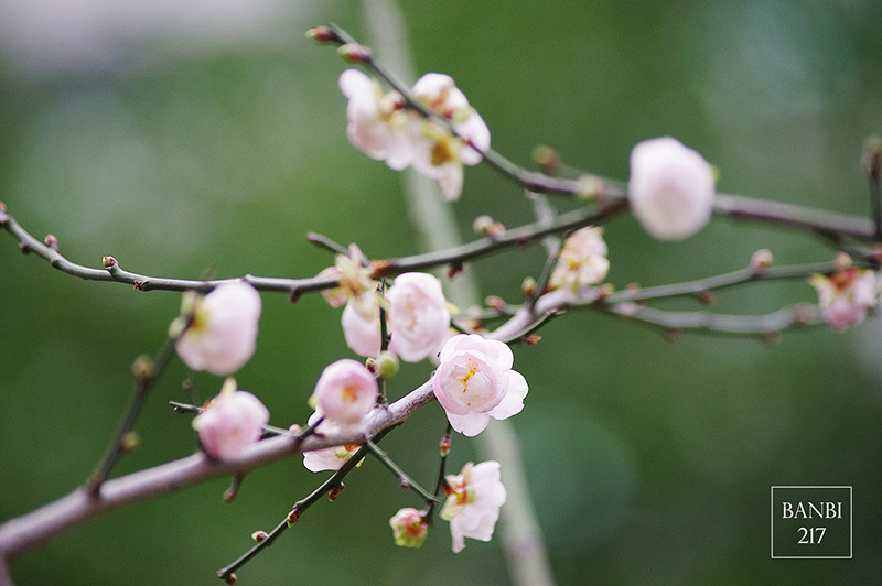 Banbi217 美食旅遊: 台北也能賞梅花 中正紀念堂,文末附周邊美食(捷運信義線中正紀念堂站)
