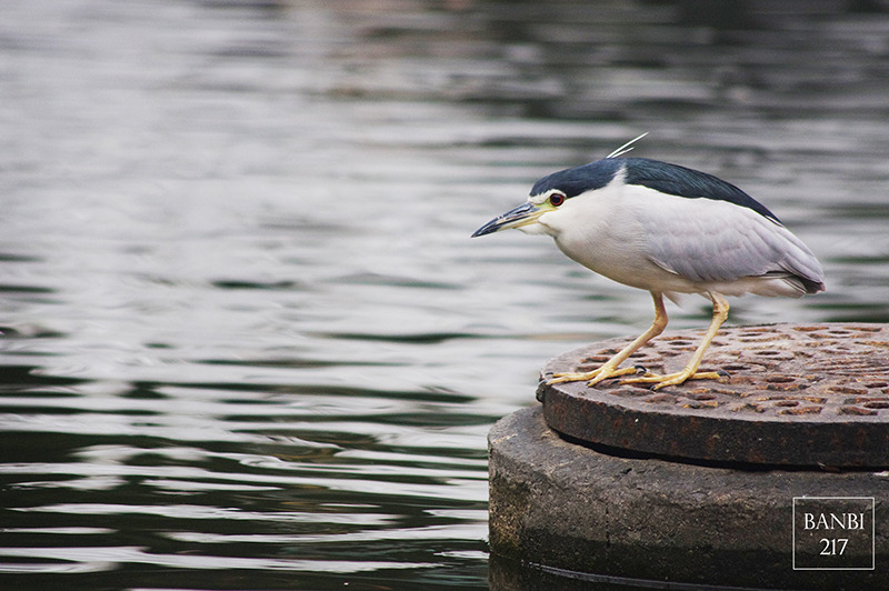 Banbi217 美食旅遊: 台北也能賞梅花 中正紀念堂,文末附周邊美食(捷運信義線中正紀念堂站)
