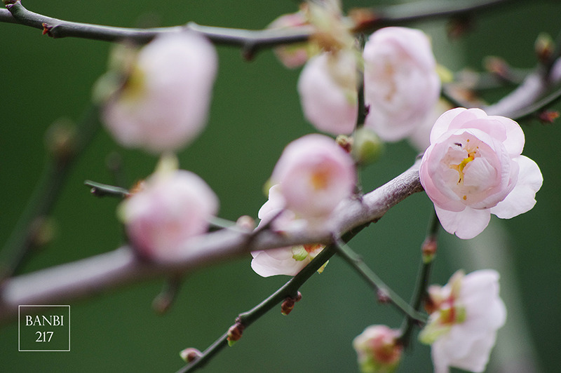 Banbi217 美食旅遊: 台北也能賞梅花 中正紀念堂,文末附周邊美食(捷運信義線中正紀念堂站)