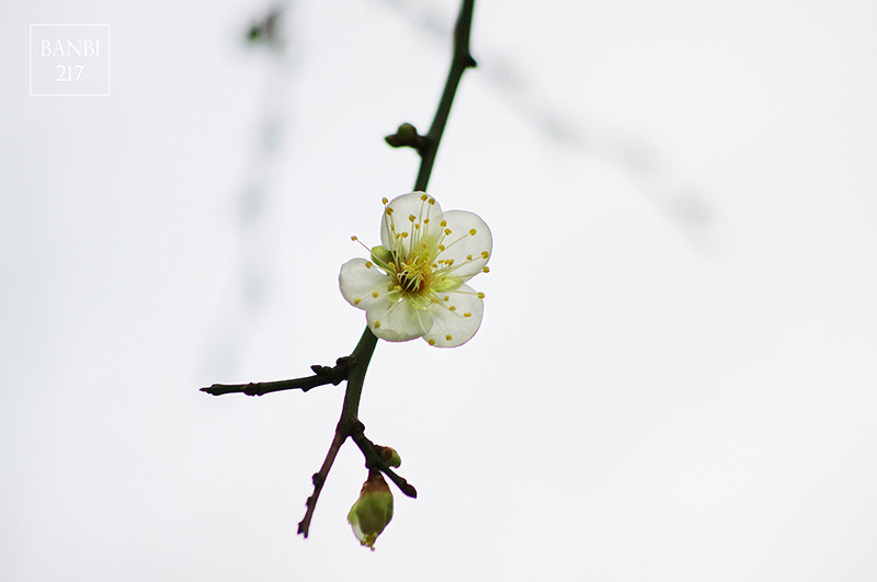 Banbi217 美食旅遊: 台北也能賞梅花 中正紀念堂,文末附周邊美食(捷運信義線中正紀念堂站)