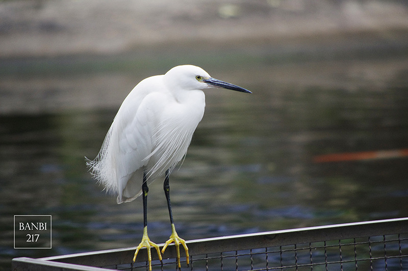 Banbi217 美食旅遊: 台北也能賞梅花 中正紀念堂,文末附周邊美食(捷運信義線中正紀念堂站)