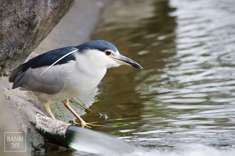 Banbi217 美食旅遊: 台北也能賞梅花 中正紀念堂,文末附周邊美食(捷運信義線中正紀念堂站)