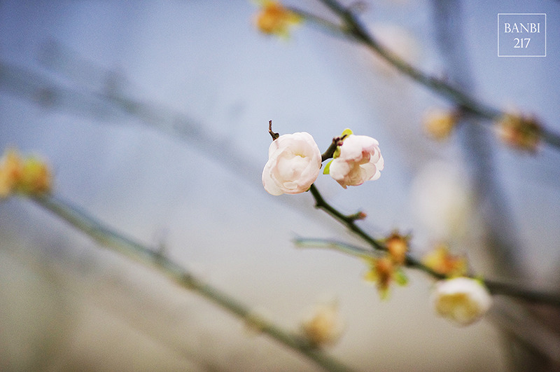 Banbi217 美食旅遊: 台北也能賞梅花 中正紀念堂,文末附周邊美食(捷運信義線中正紀念堂站)