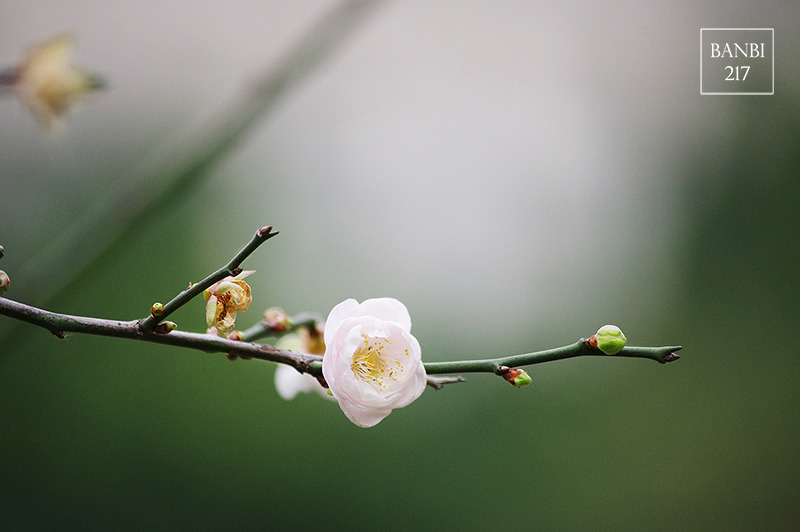 Banbi217 美食旅遊: 台北也能賞梅花 中正紀念堂,文末附周邊美食(捷運信義線中正紀念堂站)