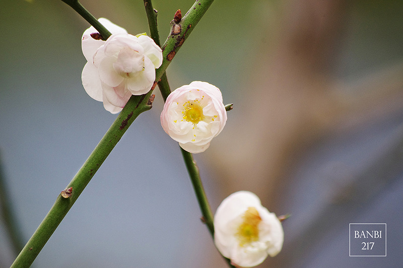 Banbi217 美食旅遊: 台北也能賞梅花 中正紀念堂,文末附周邊美食(捷運信義線中正紀念堂站)