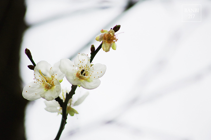 Banbi217 美食旅遊: 台北也能賞梅花 中正紀念堂,文末附周邊美食(捷運信義線中正紀念堂站)