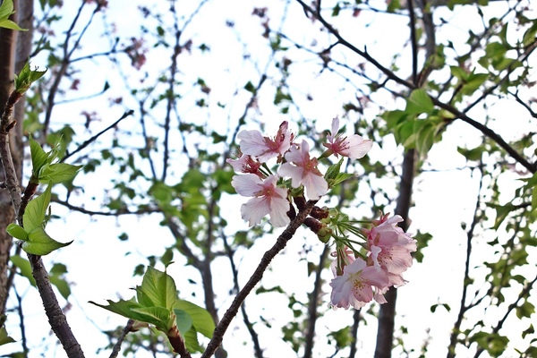 中正紀念堂:中正紀念堂 台北賞櫻好去處