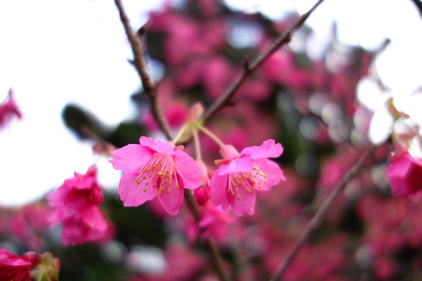 中正紀念堂:中正紀念堂 台北賞櫻好去處