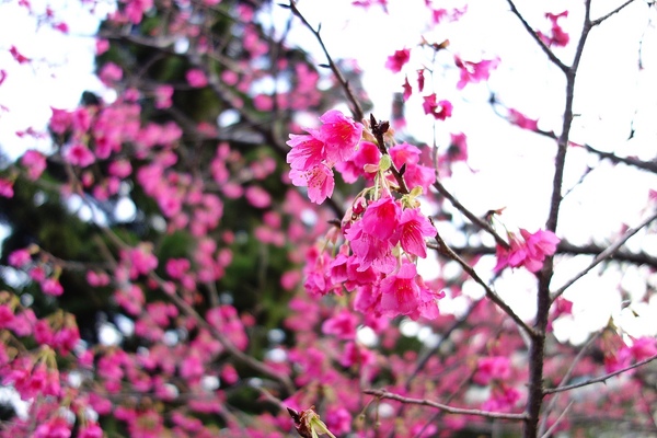 中正紀念堂:中正紀念堂 台北賞櫻好去處