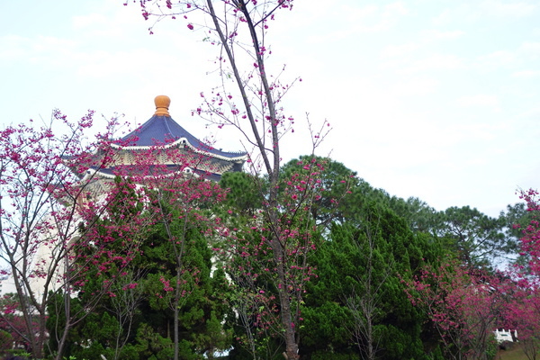 中正紀念堂:中正紀念堂 台北賞櫻好去處