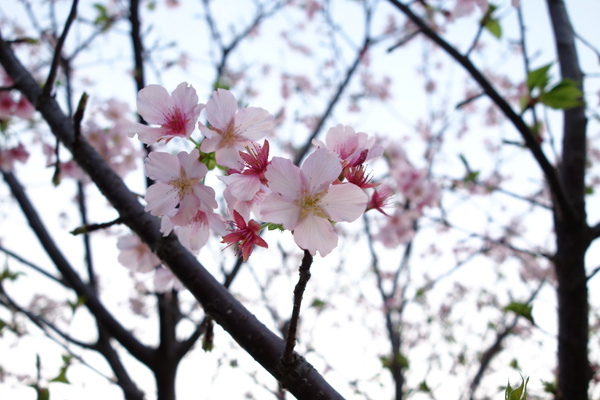 中正紀念堂:中正紀念堂 台北賞櫻好去處