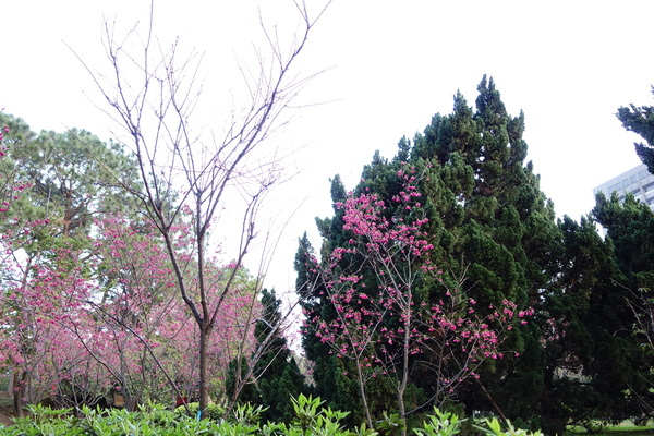 中正紀念堂:中正紀念堂 台北賞櫻好去處