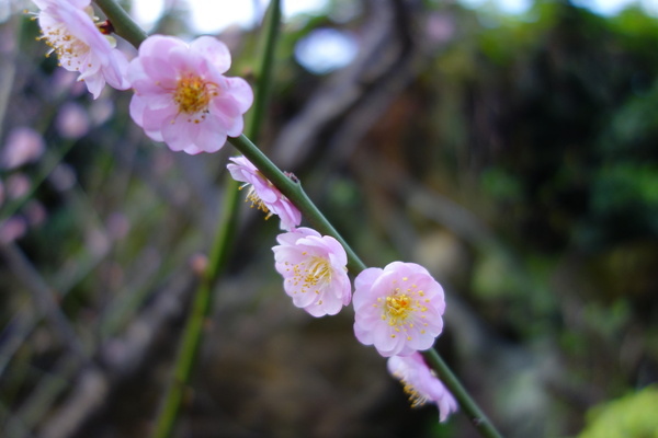 中正紀念堂:中正紀念堂 台北賞櫻好去處