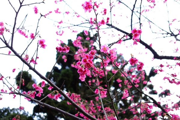 中正紀念堂:中正紀念堂 台北賞櫻好去處