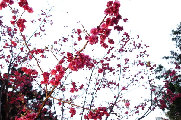 中正紀念堂:中正紀念堂 台北賞櫻好去處