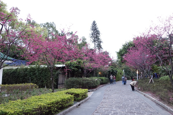 中正紀念堂:中正紀念堂 台北賞櫻好去處