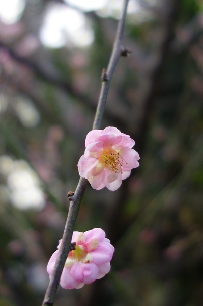 中正紀念堂:中正紀念堂 台北賞櫻好去處