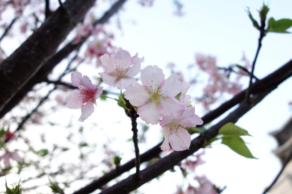中正紀念堂:中正紀念堂 台北賞櫻好去處