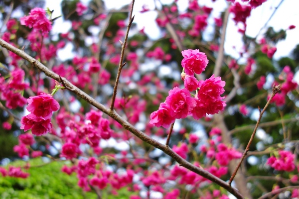 中正紀念堂:中正紀念堂 台北賞櫻好去處
