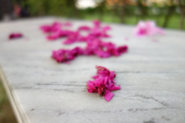 中正紀念堂:中正紀念堂 台北賞櫻好去處