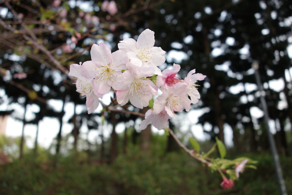 中正紀念堂:中正紀念堂 台北賞櫻好去處