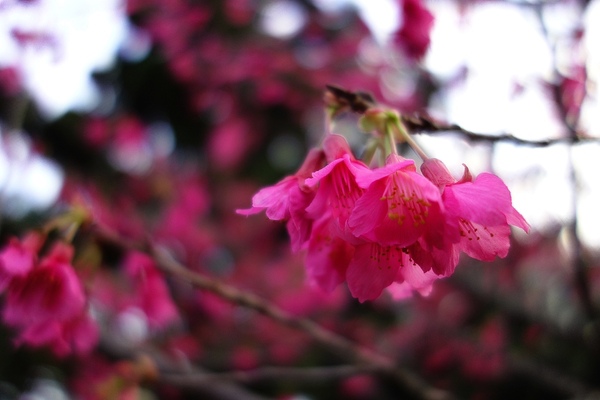 中正紀念堂:中正紀念堂 台北賞櫻好去處
