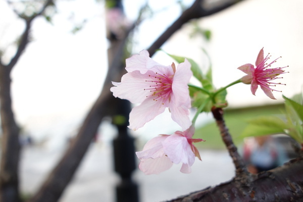 中正紀念堂:中正紀念堂 台北賞櫻好去處