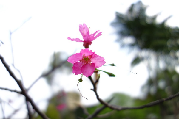 中正紀念堂:中正紀念堂 台北賞櫻好去處