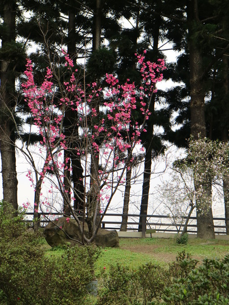 中正紀念堂：【台北旅遊】中正紀念堂漫遊/梅花/櫻花/杜鵑花/森林芬多精一次滿足