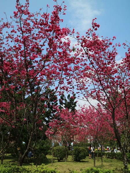 中正紀念堂：【櫻花趣】2016年3月初賞櫻花