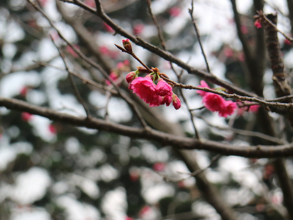中正紀念堂：【台北旅遊】中正紀念堂漫遊/梅花/櫻花/杜鵑花/森林芬多精一次滿足