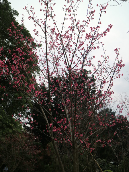 中正紀念堂：【台北旅遊】中正紀念堂漫遊/梅花/櫻花/杜鵑花/森林芬多精一次滿足