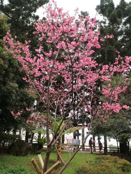 中正紀念堂：【台北旅遊】中正紀念堂漫遊/梅花/櫻花/杜鵑花/森林芬多精一次滿足