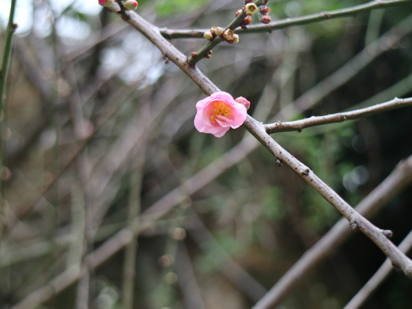 中正紀念堂：【台北旅遊】中正紀念堂漫遊/梅花/櫻花/杜鵑花/森林芬多精一次滿足
