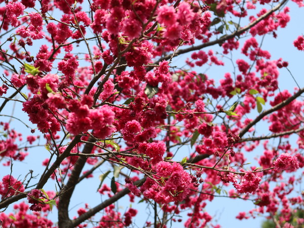 中正紀念堂：【櫻花趣】2016年3月初賞櫻花