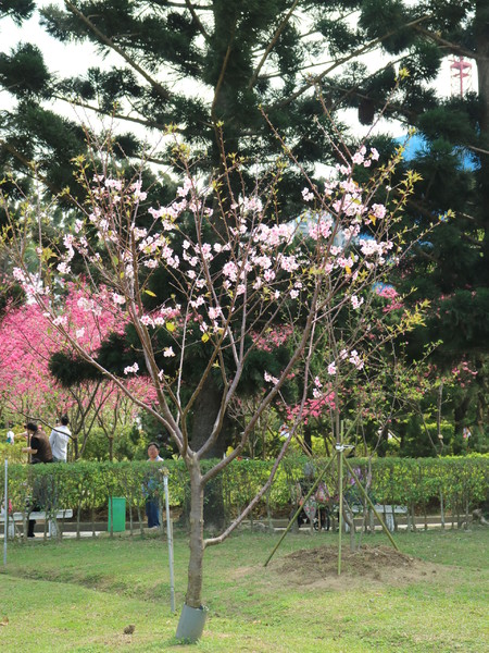 中正紀念堂：【櫻花趣】2016年3月初賞櫻花