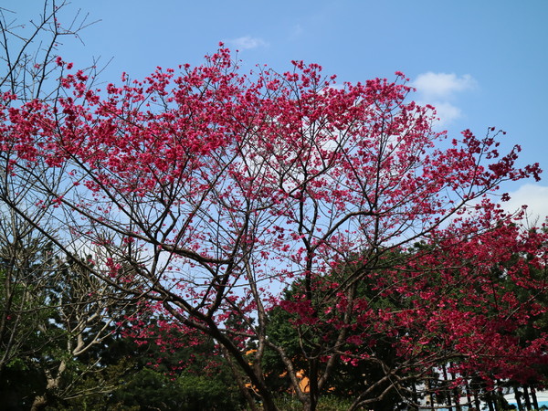 中正紀念堂：【櫻花趣】2016年3月初賞櫻花