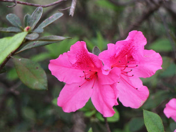 中正紀念堂：【台北旅遊】中正紀念堂漫遊/梅花/櫻花/杜鵑花/森林芬多精一次滿足