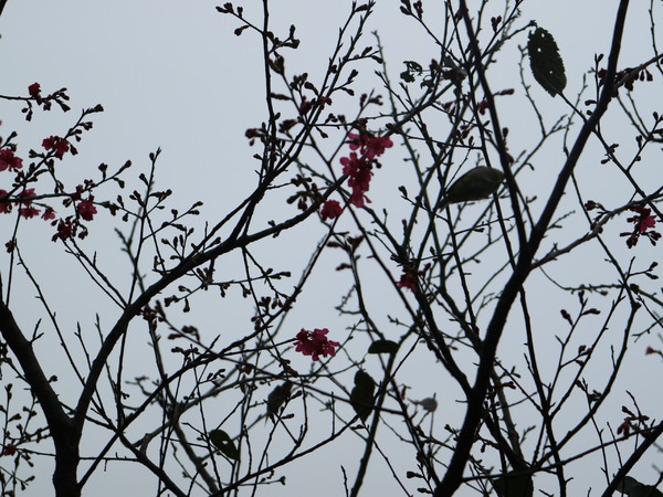 中正紀念堂：【台北旅遊】中正紀念堂漫遊/梅花/櫻花/杜鵑花/森林芬多精一次滿足