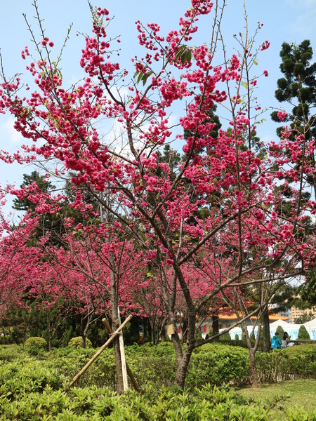 中正紀念堂：【櫻花趣】2016年3月初賞櫻花