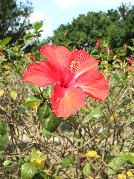 中正紀念堂：【櫻花趣】2016年3月初賞櫻花