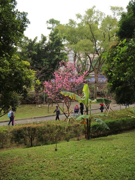 中正紀念堂：【台北旅遊】中正紀念堂漫遊/梅花/櫻花/杜鵑花/森林芬多精一次滿足