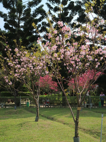 中正紀念堂：【櫻花趣】2016年3月初賞櫻花
