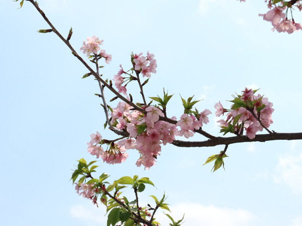 中正紀念堂：【櫻花趣】2016年3月初賞櫻花