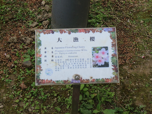 中正紀念堂：【櫻花趣】2016年3月初賞櫻花