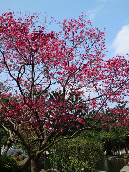 中正紀念堂：【櫻花趣】2016年3月初賞櫻花