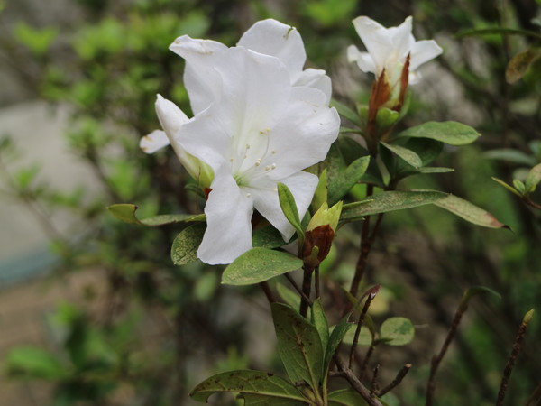 中正紀念堂：【台北旅遊】中正紀念堂漫遊/梅花/櫻花/杜鵑花/森林芬多精一次滿足